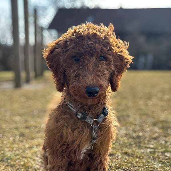 Teddy